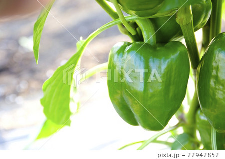 パプリカ 22942852