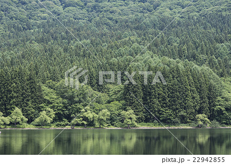 北竜湖の杉林 22942855