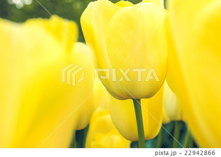 Tulip field in Keukenhof Gardens, Lisse 22942866