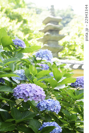 鎌倉光則寺の紫陽花 鎌倉光則寺の紫陽花 22943344