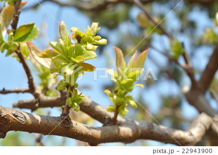 樹木：カリン　バラ科 22943900