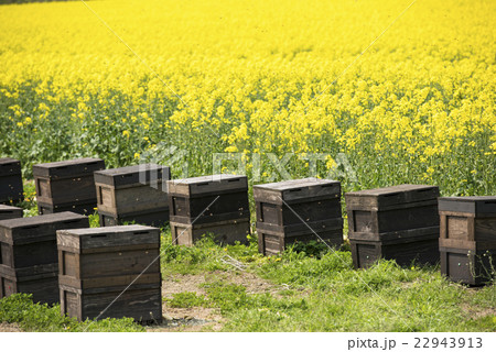 養蜂の様子(蜂の巣箱と菜の花) 養蜂の様子(蜂の巣箱と菜の花) 22943913