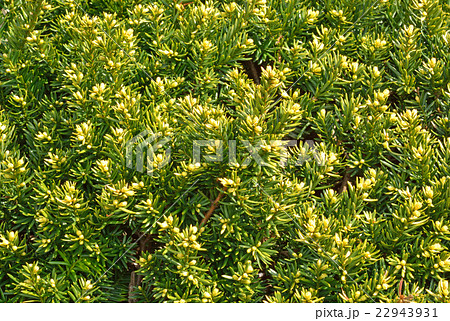 樹木:オウゴンキャラ イチイ科 樹木:オウゴンキャラ イチイ科 22943931