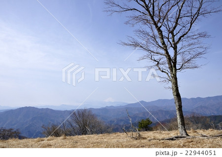 富士山展望と山の木立ち 富士山展望と山の木立ち 22944051