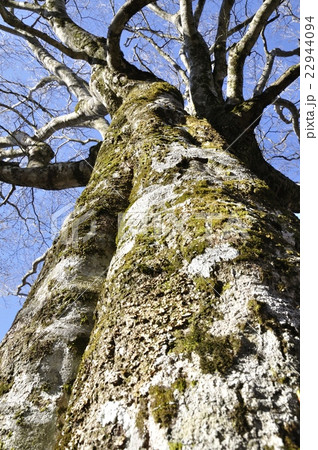 姫次のブナの大木 姫次のブナの大木 22944094