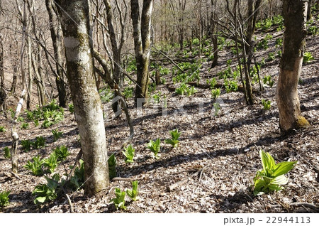 オオバイケイソウの若葉 22944113