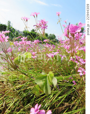 花　春　風景　背景  22944309