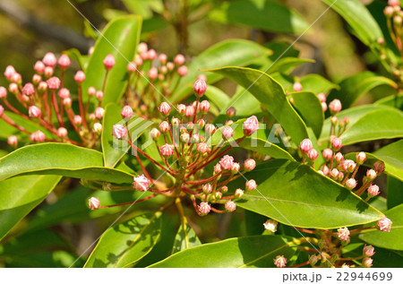 樹木：カルミア　ツツジ科 22944699