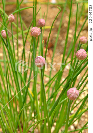 植物:チャイブ ユリ科 植物:チャイブ ユリ科 22944708