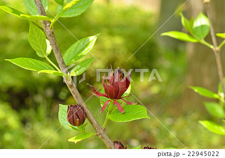 樹木:クロバナロウバイ ロウバイ科 樹木:クロバナロウバイ ロウバイ科 22945022