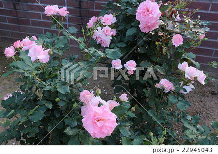 バラ ブライダルピンクの写真素材 22945043 Pixta