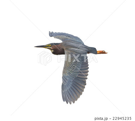 Green Heron 22945235