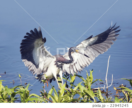 Tricolored Heron landing 22945245