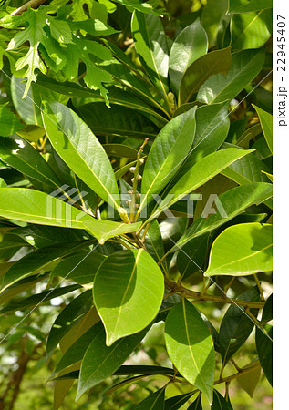 樹木：マテバシイ　ブナ科 22945407
