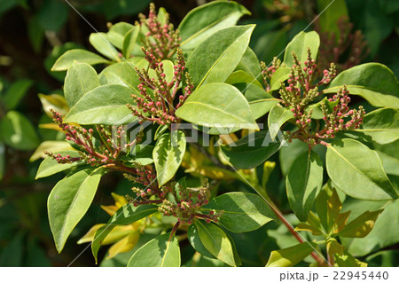樹木:カルミア ツツジ科 樹木:カルミア ツツジ科 22945440