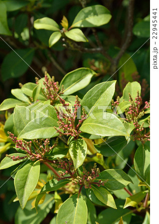 樹木:カルミア ツツジ科 樹木:カルミア ツツジ科 22945441