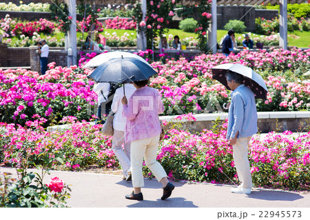 いっぱい花が咲いている公園を歩いている高齢者3人 22945573