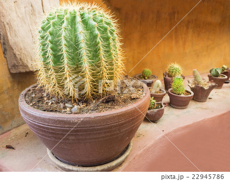 Close-up of golden ball cactus (Echinocactus gruso 22945786