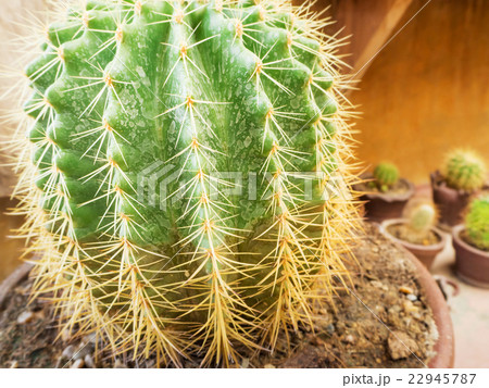 Close-up of golden ball cactus (Echinocactus gruso Close-up of golden ball cactus (Echinocactus gruso 22945787