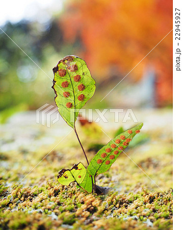 Selective focus of spore fern  22945927