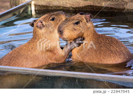 ラブラブ 22947045