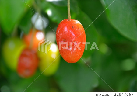 野生のグミの実 22947067