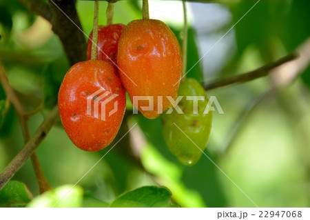 野生のグミの実 22947068