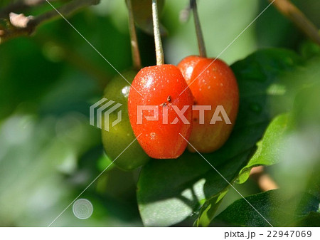 野生のグミの実 22947069