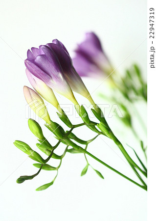 フリージア 紫色の花の写真素材