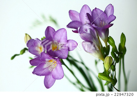 全開のフリージア 紫色の花の写真素材