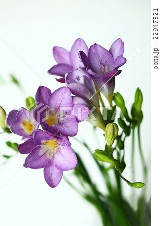 全開のフリージア 紫色の花 全開のフリージア 紫色の花 22947321