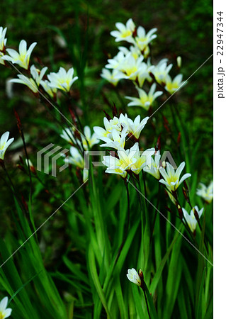 スイセンアヤメ 白い花の写真素材