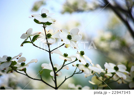 ハナミズキ 白い花の写真素材