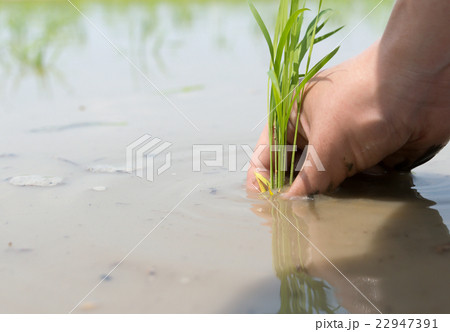 田植えイメージ 22947391