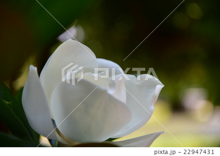 タイサンボクの花 22947431