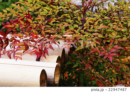 南天 南天 22947487