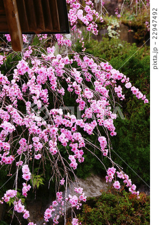 枝垂花桃　 22947492