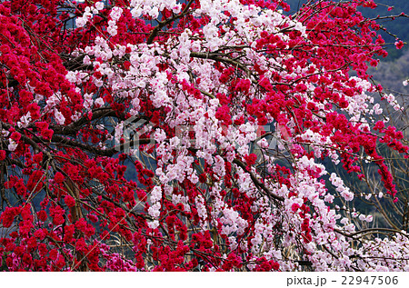 枝垂花桃 22947506