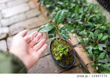 ミニ盆栽 22947774