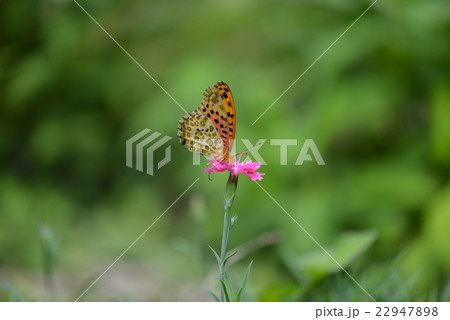ツマグロヒョウモンと石竹 22947898