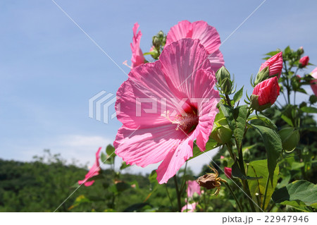 芙蓉の咲く頃 芙蓉の咲く頃 22947946