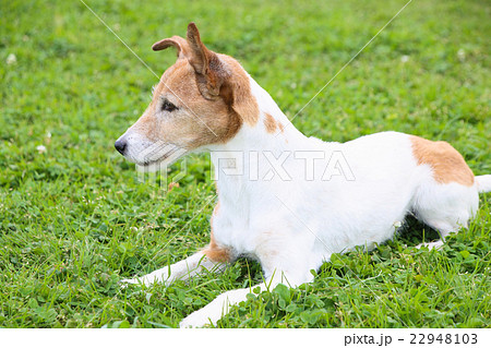 小型犬の伏せの写真素材