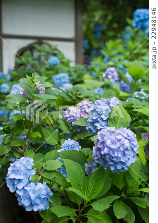明月院の紫陽花 明月院の紫陽花 22948146