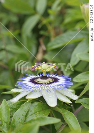 トケイソウの開花 トケイソウの開花 22948314