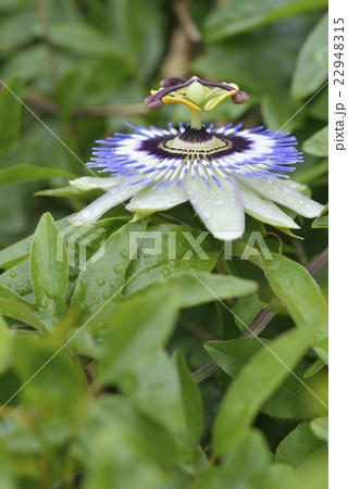 トケイソウの開花 トケイソウの開花 22948315