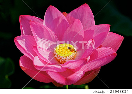 蓮の花 蓮の花 22948334