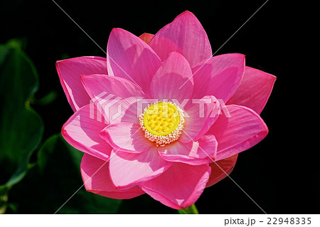 蓮の花 蓮の花 22948335