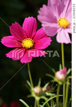 凛と咲く 凛と咲く 22948353