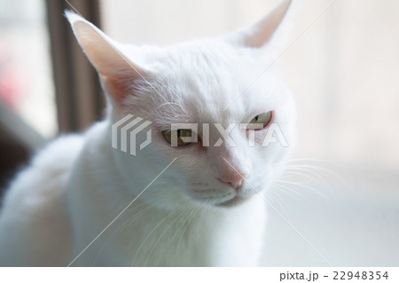 睨む白猫 22948354