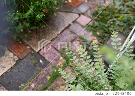 ガーデン ガーデン 22948400